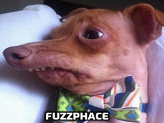 Fuzzface起名大赛：Fuzz？Fuzzy？还是Fussie？