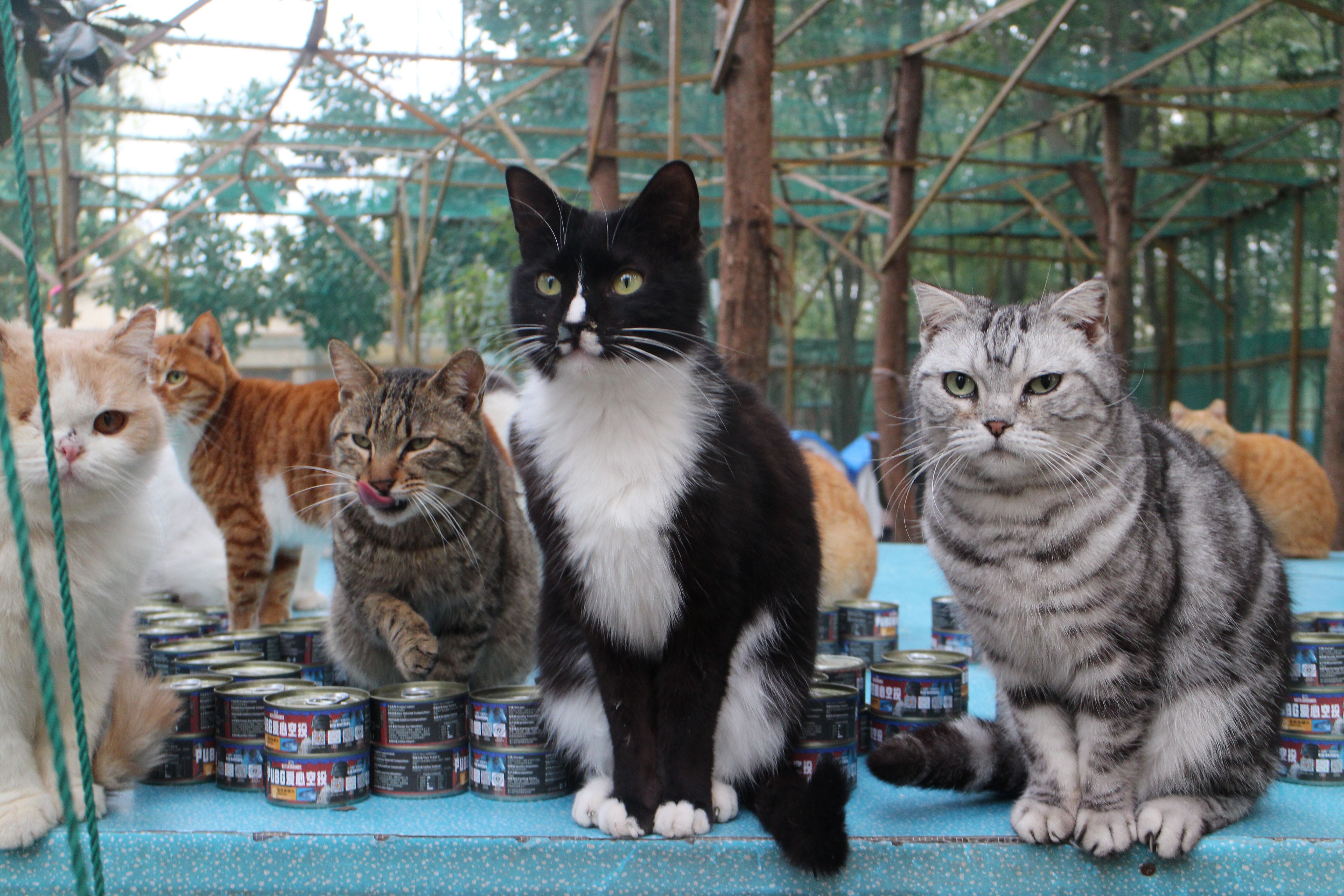 PUBG与你“益”起  糗糗庄园领养日6只小猫咪找到新家
