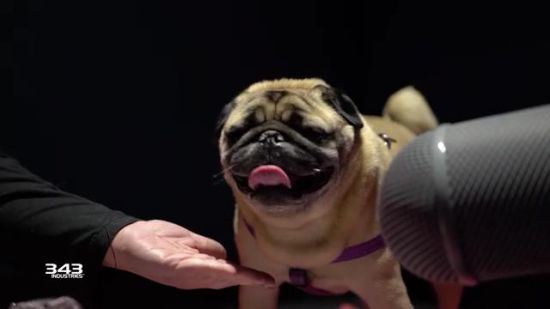 《光环：无限》请来狗演员献声 可爱巴哥上节目吧唧